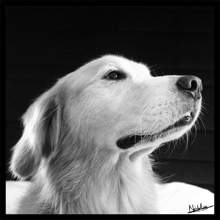 Max - Profile by furryphotos