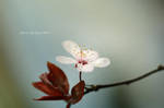 Delicate by Violet-Kleinert