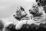 White Tigers by purplepolarbear