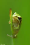 Hyla Savignyi. II by geostant