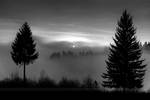 Two trees and the sun by coyote77ro