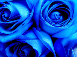 Blue roses by MagicMirror2007