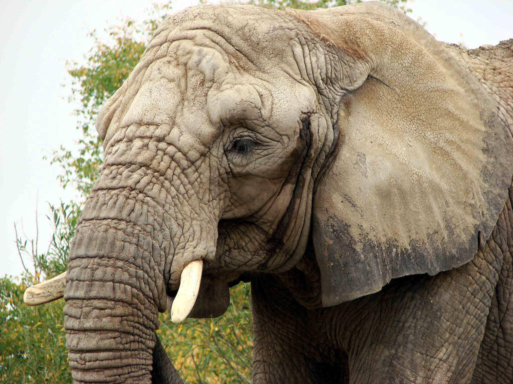 African Elephant by asaph70