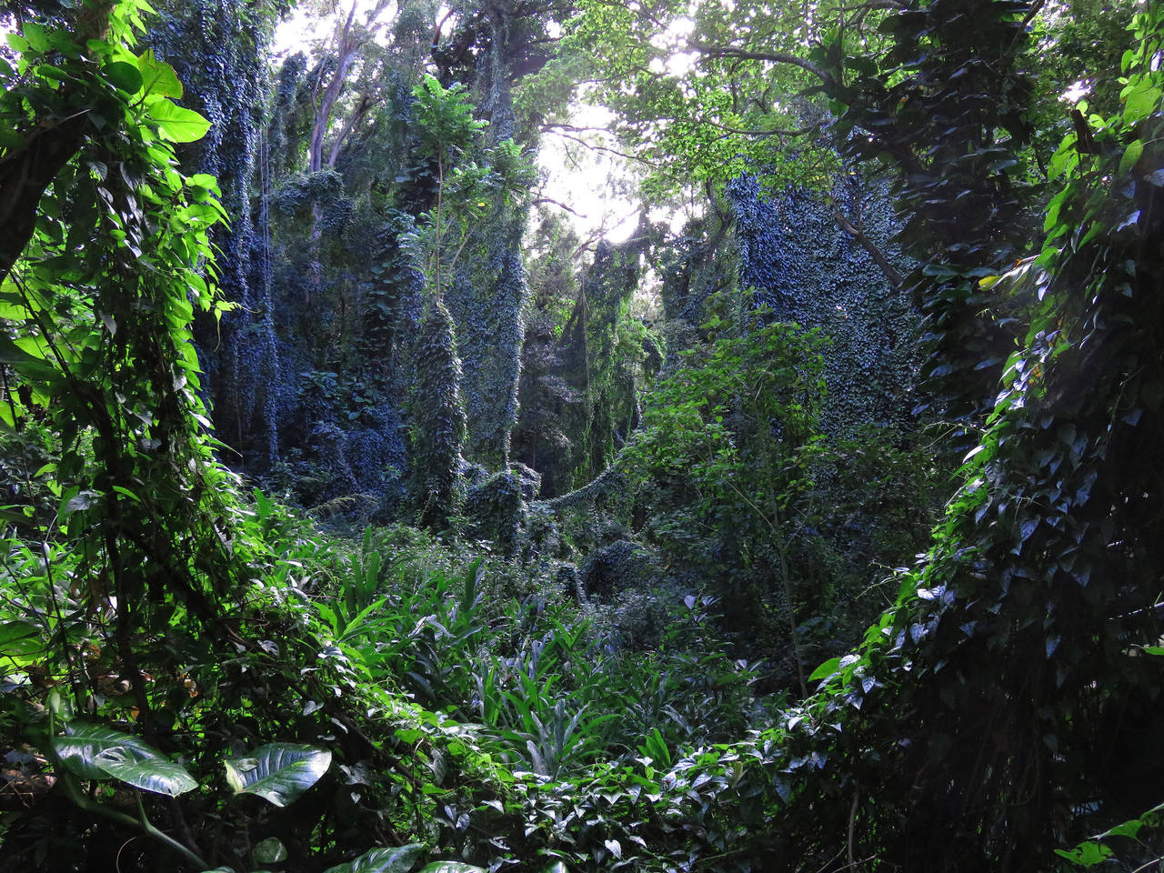 Hawaiian Jungle by joeyartist on DeviantArt