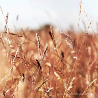 Among The Fields Of Gold by Zorg-One-One