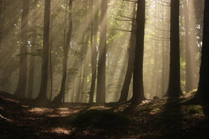 Magic Forest by nicubunu