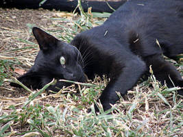 Dry Earth by RegurgitatedFlesh