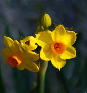 Dafodils by amy-WednesdaysChild Dafodils by amy-WednesdaysChild