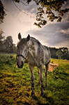 Nature and horse by tomsumartin