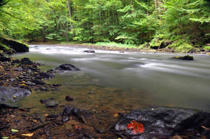 First autumn leaf by tomsumartin