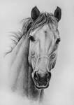 Horse by NutLu