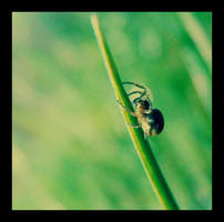 Spider by aLqa