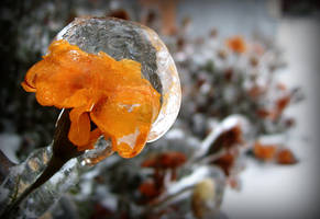 Frozen life by rave250