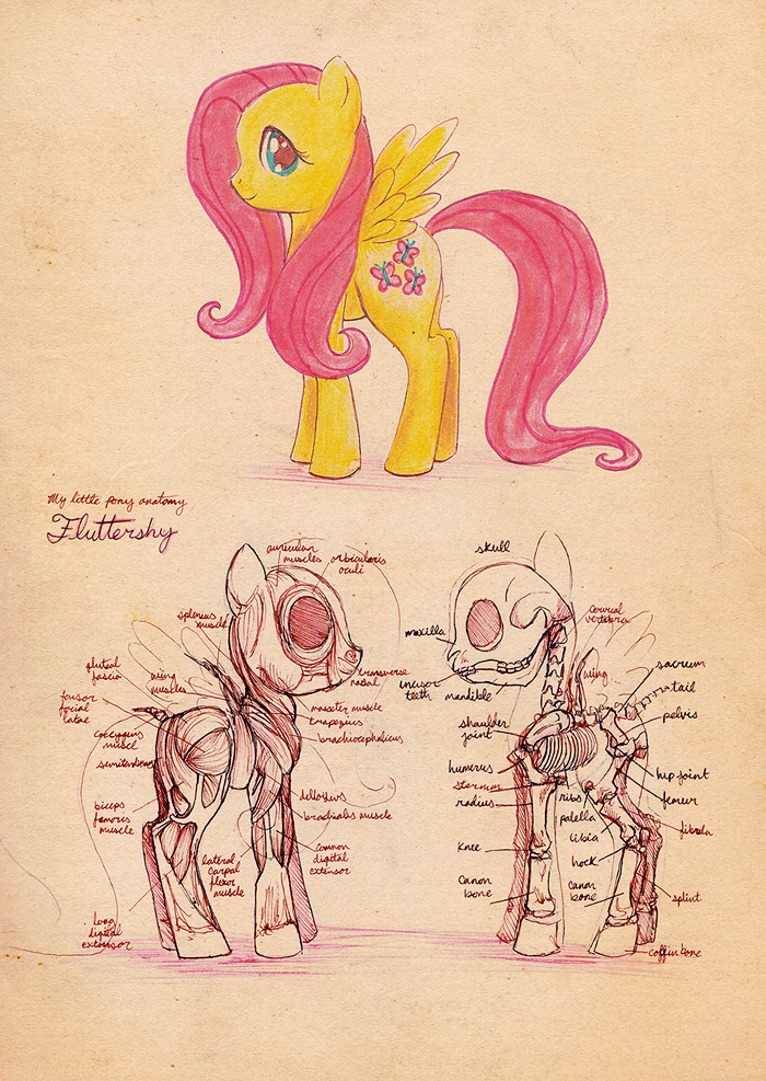anatomy of a fluttershy by CosmicUnicorn