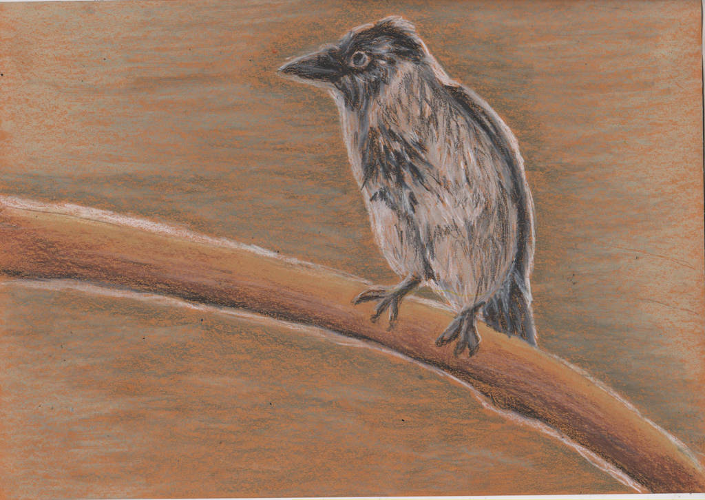 Draw a Bird Day: Hooded Crow by ArcticIceWolf