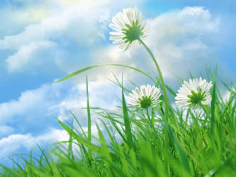 Daisy Field and Sky Wallpaper by SweetSoulSister