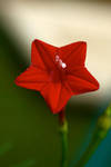 Red Star by apangestika