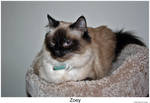 Zoey 002 by hunter1828