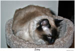 Zoey 003 by hunter1828