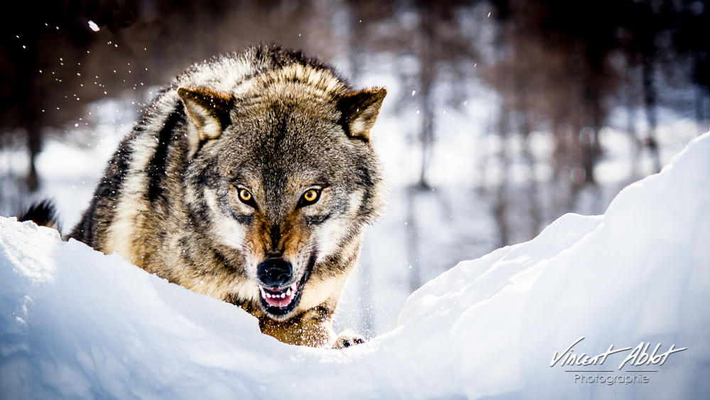 Angry Wolf by GamesOfLight