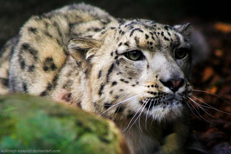 Snow Panther Hunting ... by sekhmet-neseret