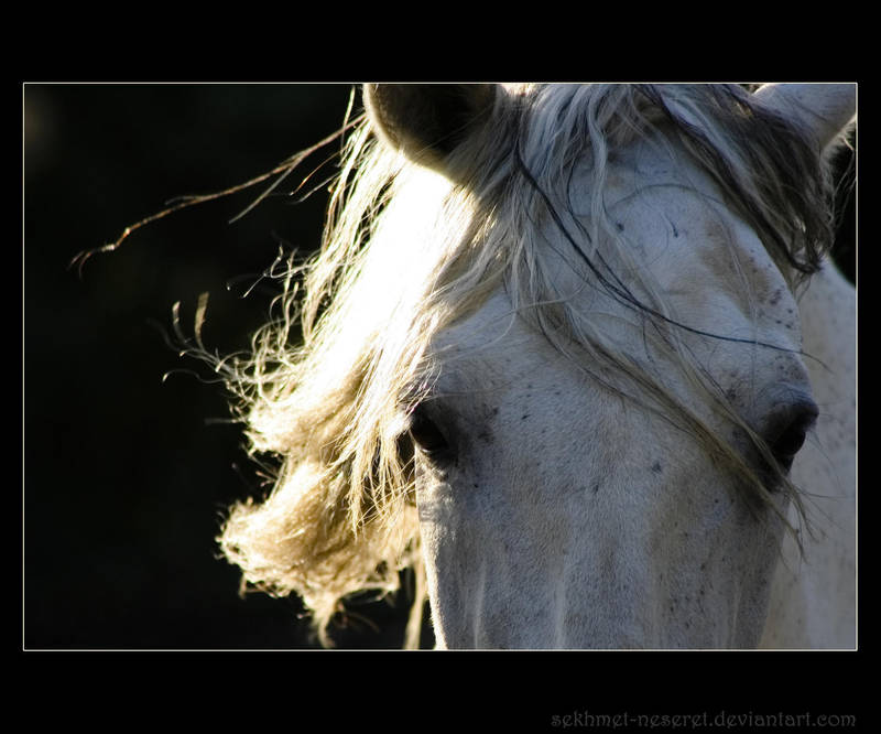 Cheval... by sekhmet-neseret