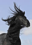 Wind in the black mane by Vikarus