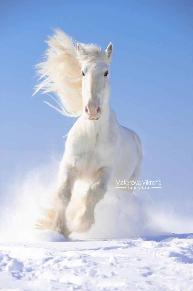 White Shire Gustav By Vikarus On Deviantart White Shire Gustav By Vikarus