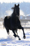 Black horse from Olympia horsefarm by Vikarus