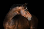 Portrait in the dark by Vikarus
