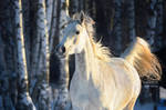 Russian winter and Arabian horse by Vikarus