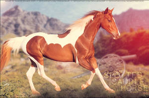 Lacey Spotted Saddle Horse by FamousShamus109