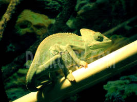 Photograph of Chameleon by DackVirnig