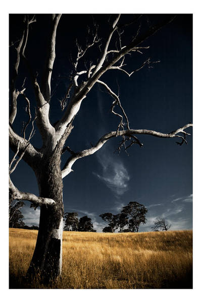 The Munted Old Tree by dakotapearl