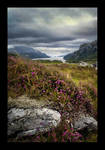 Summers Heather by lucias-tears