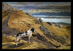 Old Man and his Dog by lucias-tears