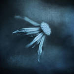 Fin de saison by natdia