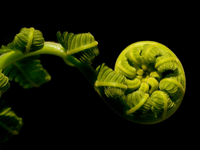 macro 002 by jitspics