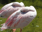 A nap for pink flamingo by Momotte2