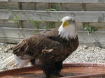 Bath time for eagle by Momotte2