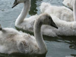 Babies swans by Momotte2