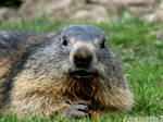 Cute baby marmot by Momotte2