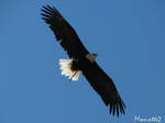 Eagle in flight by Momotte2