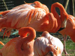 Quiet flamingos in the sun by Momotte2