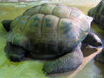 Giant turtle for Anna by Momotte2