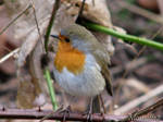 I miss my little robin by Momotte2