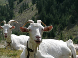 Smiling goats by Momotte2