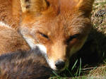 Red fox close-up by Momotte2