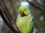 My favorite parrot by Momotte2
