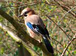 Friendly Eurasian jay by Momotte2